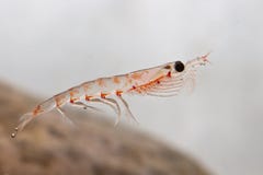 Camarón antártico antártico que flota en el agua en el antártico Camarón antártico antártico que flota en el agua en el antártico