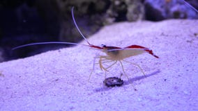 Camarón que camina en el acuario Camarón que camina en el acuario