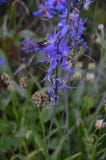Camassia quamash blaue Camas-Kaskaden-Gebirgsblume Dreamscape stockfoto Camassia quamash blaue Camas-Kaskaden-Gebirgsblume Dreamscape stockfoto