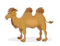 Camel Royalty Free Stock Images