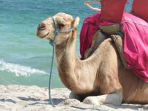 Camel on the beach in Tunisia, Africa on a clear day against the blue sea stock photos Camel on the beach in Tunisia, Africa on a clear day against the blue sea stock photos