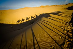 Camel caravan in the Sahara desert