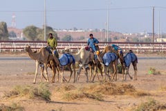 Camel herders walk by race track stock photography Camel herders walk by race track stock photography
