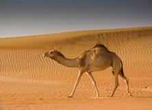 Camel In The Desert Royalty Free Stock Photo