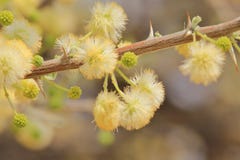 Camel Thorn Flowers - Wild Flower Background From Africa - Golden Spring Royalty Free Stock Image Camel Thorn Flowers - Wild Flower Background From Africa - Golden Spring Royalty Free Stock Image