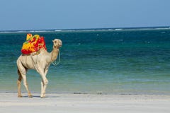 Camel walks on empty beach at sea resort