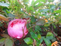 Camelia e caprifoglio 3 immagini stock libere da diritti Camelia e caprifoglio 3 immagini stock libere da diritti