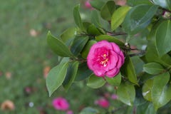 Camelia in een boom in Galicië Stock Fotografie Camelia in een boom in Galicië Stock Fotografie
