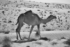 Camello en el desierto en blanco y negro fotografía de archivo libre de regalías Camello en el desierto en blanco y negro fotografía de archivo libre de regalías
