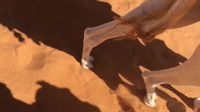 Camello que camina en el desierto de Taghit, pies de la cámara lenta del camello Bechar que camina, Argelia almacen de metraje de vídeo Camello que camina en el desierto de Taghit, pies de la cámara lenta del camello Bechar que camina, Argelia almacen de metraje de vídeo