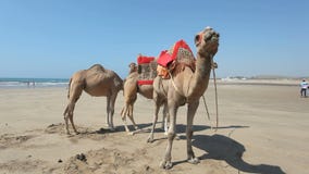 Camellos en la playa en Marruecos Camellos en la playa en Marruecos