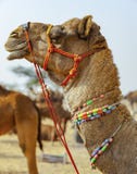 Camelo decorado na feira de Pushkar - Rajasthan, Índia, Ásia imagem de stock Camelo decorado na feira de Pushkar - Rajasthan, Índia, Ásia imagem de stock
