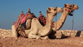 Camelos Camelos