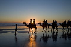 Camels on the Beach, Broome, Western Australia