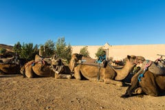 Camels in the camp of the Berbers. Sahara desert stock images Camels in the camp of the Berbers. Sahara desert stock images