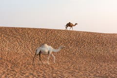 Camels in the Dubai Desert, United Arab Emirates royalty free stock images Camels in the Dubai Desert, United Arab Emirates royalty free stock images