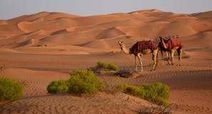 Camels in the hot desert stock photos Camels in the hot desert stock photos