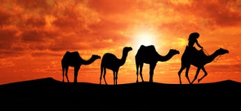 Camels In Sahara Stock Photos Camels In Sahara Stock Photos