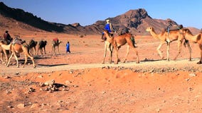 Camels In Sahara Desert Stock Photo Camels In Sahara Desert Stock Photo