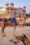 Camels resting near Man Sagar Lake in Jaipur, India. royalty free stock photography Camels resting near Man Sagar Lake in Jaipur, India. royalty free stock photography