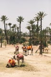 Camels resting next to palm trees in Marrakech, Morocco stock photography Camels resting next to palm trees in Marrakech, Morocco stock photography
