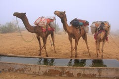 Camels standing by water reservoir in a morning fog, Thar desert royalty free stock image Camels standing by water reservoir in a morning fog, Thar desert royalty free stock image