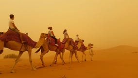Camels in a sand storm royalty free stock photo Camels in a sand storm royalty free stock photo