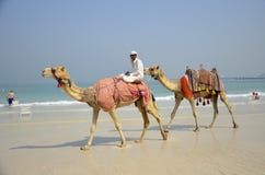 Camels, tourists, beach, Dubai Marina. Stock Photography Camels, tourists, beach, Dubai Marina. Stock Photography
