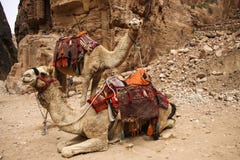 Camels used to transport tourists in the ancient city of Petra, royalty free stock images Camels used to transport tourists in the ancient city of Petra, royalty free stock images