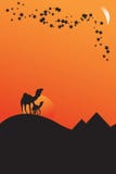 Camels Walking In Desert Sunset Royalty Free Stock Image