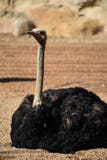 Camelus Struthionidae Struthio στρουθοκαμήλων στοκ εικόνες Camelus Struthionidae Struthio στρουθοκαμήλων στοκ εικόνες