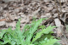 Green leaves royalty free stock photography Green leaves royalty free stock photography