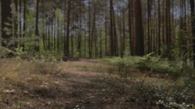 The camera moves above the ground and flies over the lying tree. Lying tree in the path of the camera. stock video footage The camera moves above the ground and flies over the lying tree. Lying tree in the path of the camera. stock video footage
