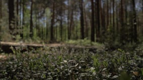 The camera moves forward over the thick grass in the pine forest. 4K stock video The camera moves forward over the thick grass in the pine forest. 4K stock video