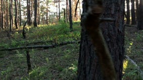Caminante femenino joven en la cámara lenta del bosque almacen de video Caminante femenino joven en la cámara lenta del bosque almacen de video