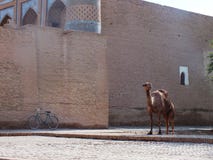 Cammello in Khiva immagine stock libera da diritti Cammello in Khiva immagine stock libera da diritti