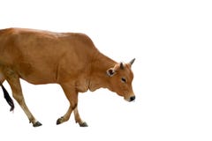 Camminata della mucca e bianco isolato fotografie stock Camminata della mucca e bianco isolato fotografie stock
