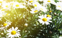 Camomil s'élevant sur le champ d'été, les fleurs d'été, le ressort ou le s photographie stock Camomil s'élevant sur le champ d'été, les fleurs d'été, le ressort ou le s photographie stock