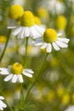 Camomile Royalty Free Stock Image