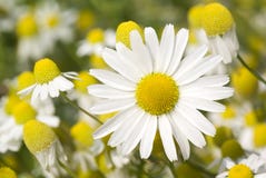 Camomile Stock Images
