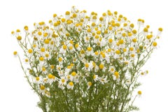 Camomile Royalty Free Stock Photography