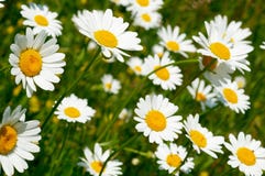 Camomile Field Royalty Free Stock Images
