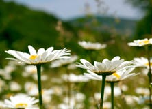 Camomile Field Stock Photography