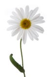 Camomile Flower Royalty Free Stock Photo Camomile Flower Royalty Free Stock Photo
