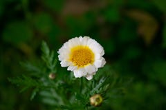 Camomile flower on green blurry background royalty free stock photography Camomile flower on green blurry background royalty free stock photography