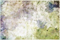 Camomile Meadow Royalty Free Stock Photography Camomile Meadow Royalty Free Stock Photography