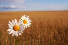Camomile On The Corn Field Royalty Free Stock Images Camomile On The Corn Field Royalty Free Stock Images