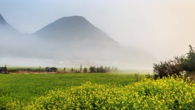 Campi della senape immagine stock libera da diritti Campi della senape immagine stock libera da diritti