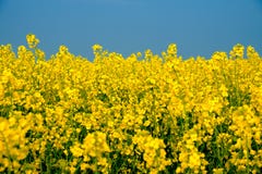 Campo com muitas flores do amarelo que florescem no fundo, República Checa da colza foto de stock royalty free Campo com muitas flores do amarelo que florescem no fundo, República Checa da colza foto de stock royalty free