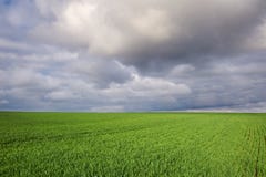 Campo con trigo verde y el cielo dramático fotografía de archivo libre de regalías Campo con trigo verde y el cielo dramático fotografía de archivo libre de regalías